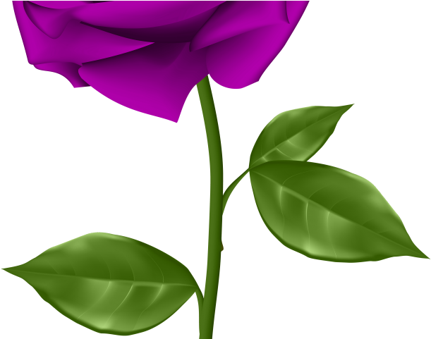 Purple Flower Clipart Purple Rose - Purple Rose Clip Art (640x480)