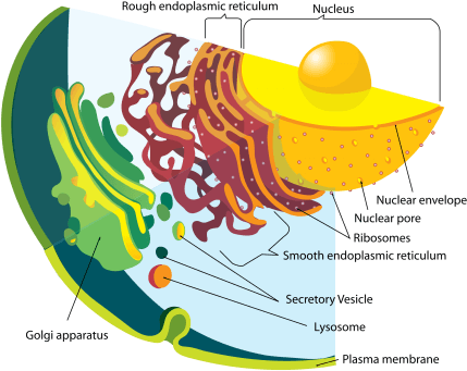 Cross-section Of An Animal Cell - Lizosomy Budowa (450x357)