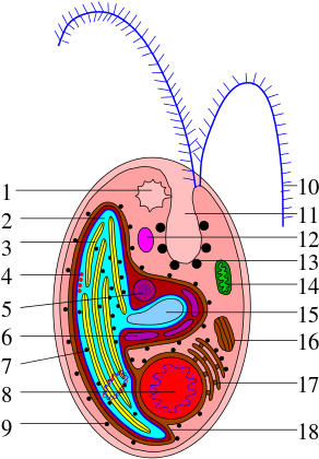 1 Contractile Vacuole, 2 Plastid, 3 Thylakoid, - Cryptophyta Partes (300x422)