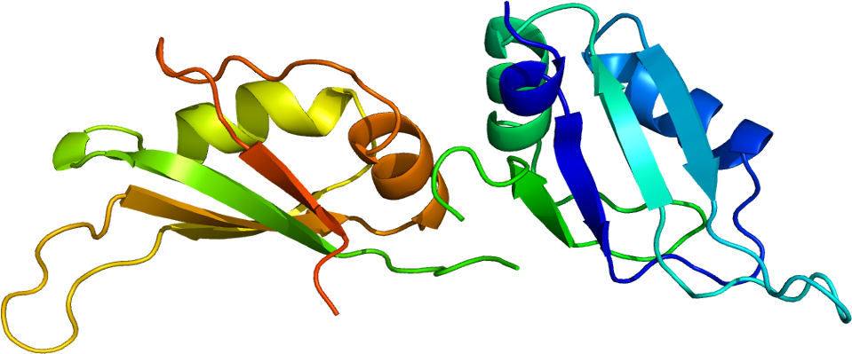 Heterogeneous Nuclear Ribonucleoprotein A1 (1008x448)