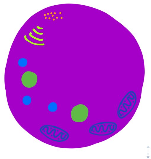 Centrosomes Are Small Regions Of Cytoplasm That Produces - Circle (984x535)