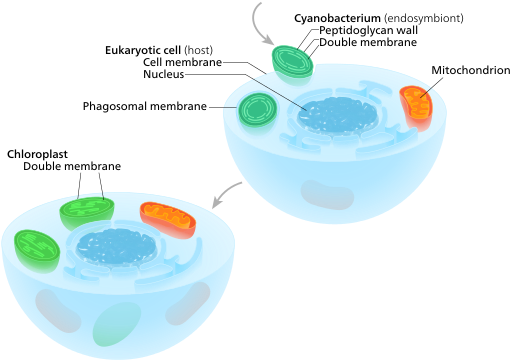 Primary Endosymbiosis A Eukaryote With Mitochondria - Endosymbiosis Chloroplast (540x370)