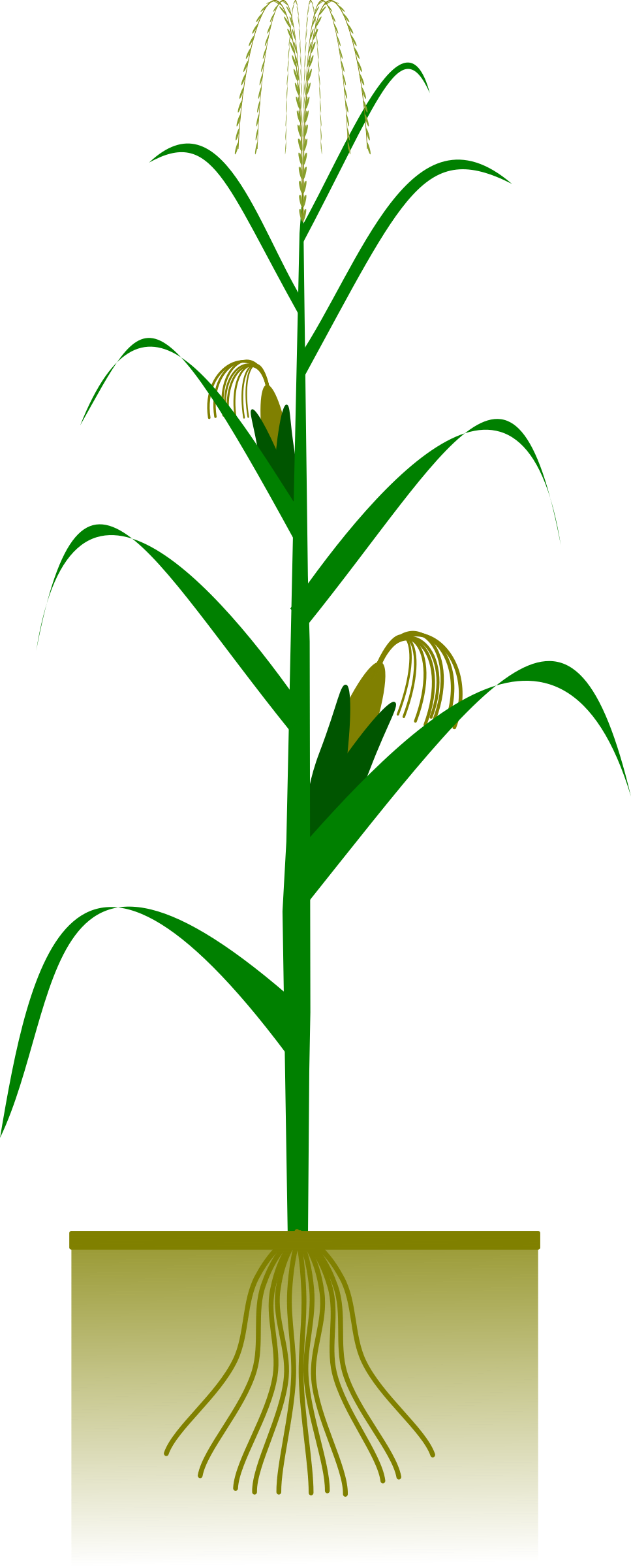 Vector Library Stock Barley Drawing Maize Crop - Maize Plant (967x2400)