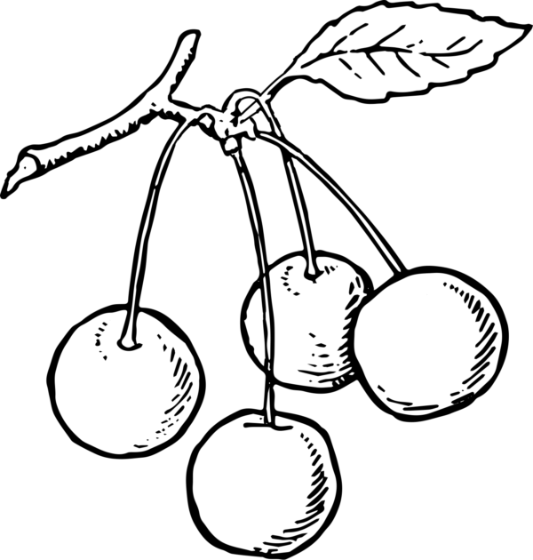 Cad Tea Time Fruit Veg Teapot-2 - Cherries Drawing (600x630)