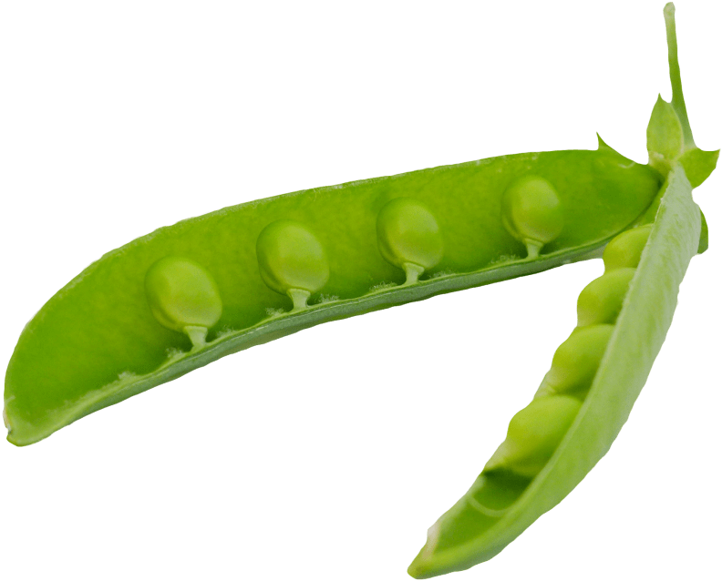 Peas Clipart Green Object - Pea Pod Png (850x684)