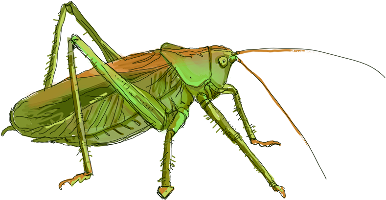 Clip Art Free - Caelifera (800x437)