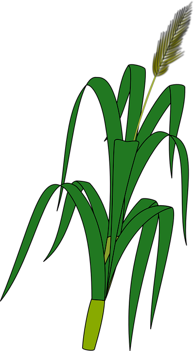 Korn Clipart Corn Leave - Drawing Of Wheat Plant (399x720)