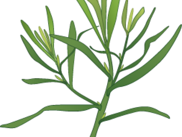 Garlic Clipart Herb Spice - Herb (640x480)