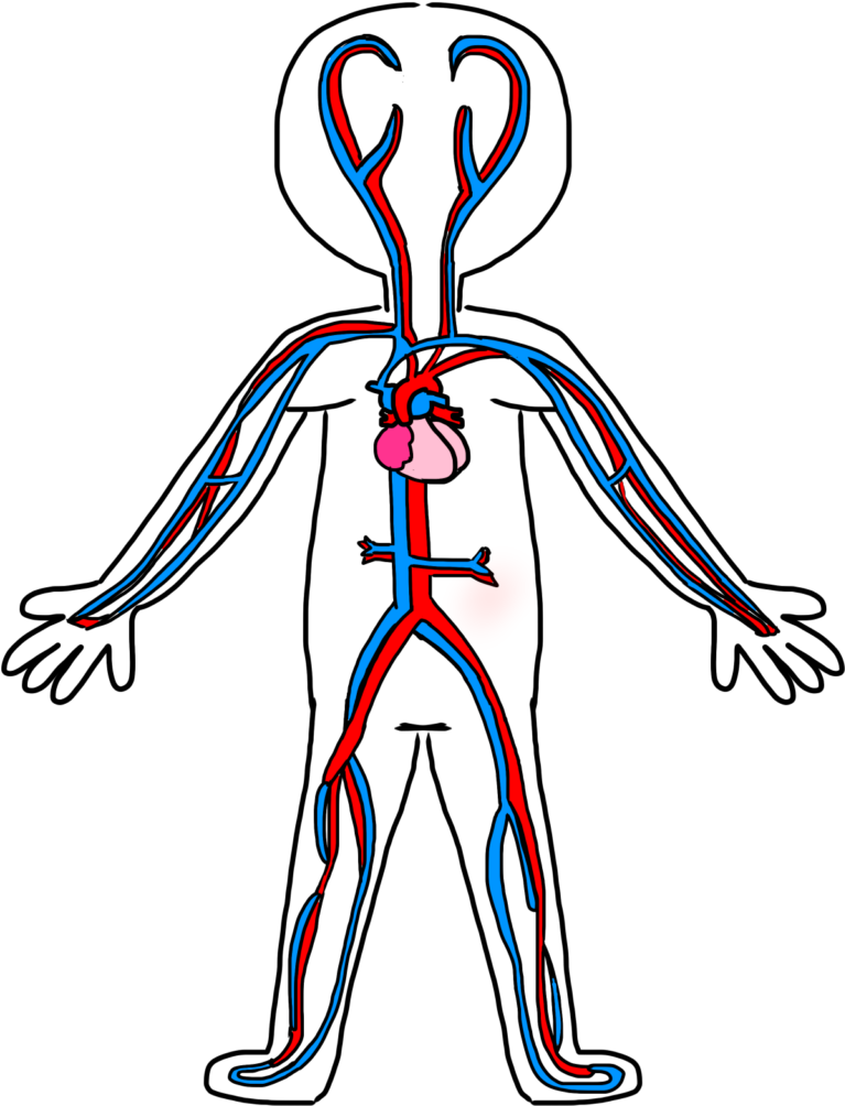 Heart Anatomy Clipart 6 Clip Art Body And Blood Of - Easy To Draw ...
