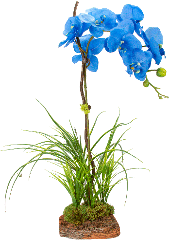 Cyma Orchids Vintage Blooms Clip Art Library Library - Blue Orchid Plant Png (500x500)