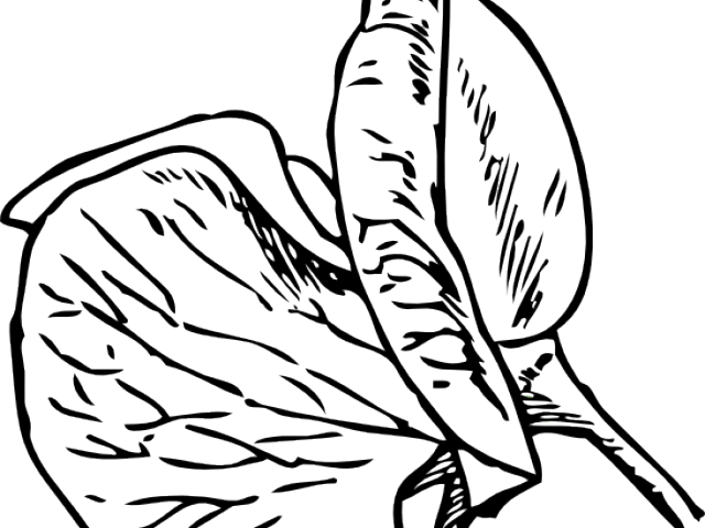 Pea Clipart Outline - Sweet Pea Flower Tattoo (640x480)