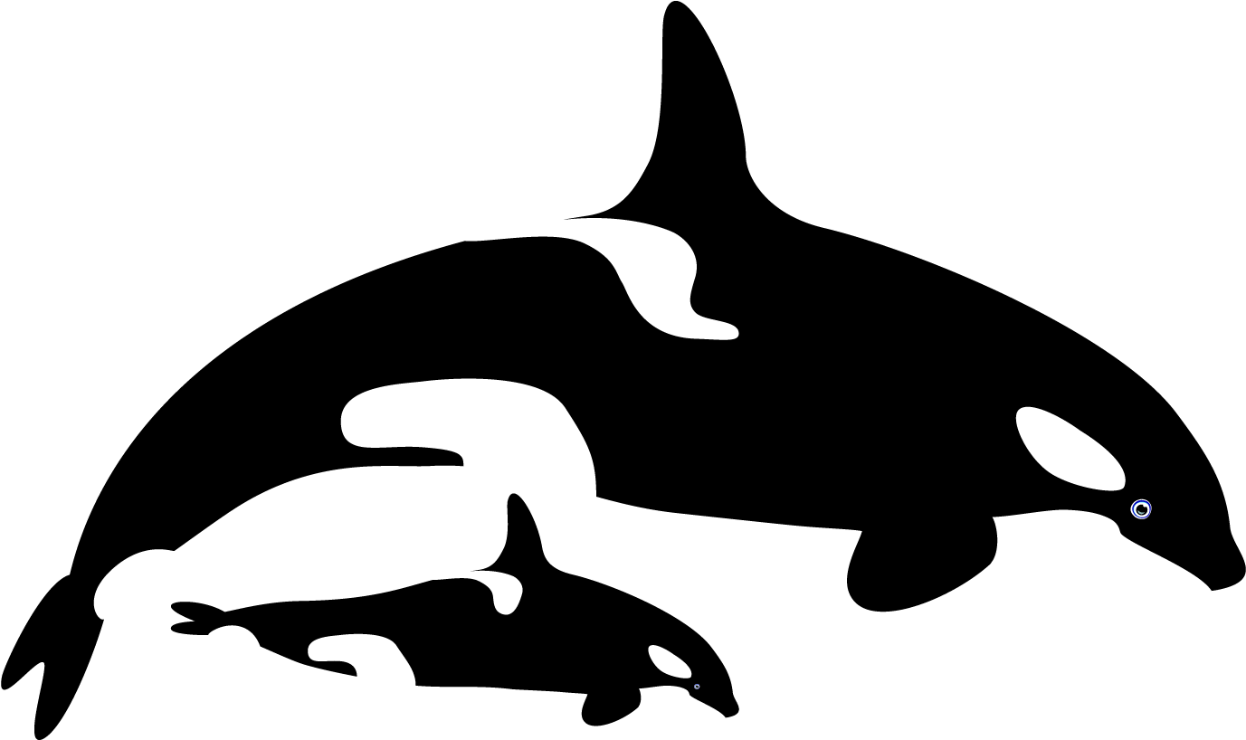 Marina Eichenberg Portfolio Orcas - Killer Whale (1400x1043)