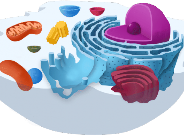 Aerobics Clipart Biology - Golgi Complex Definition (640x480)