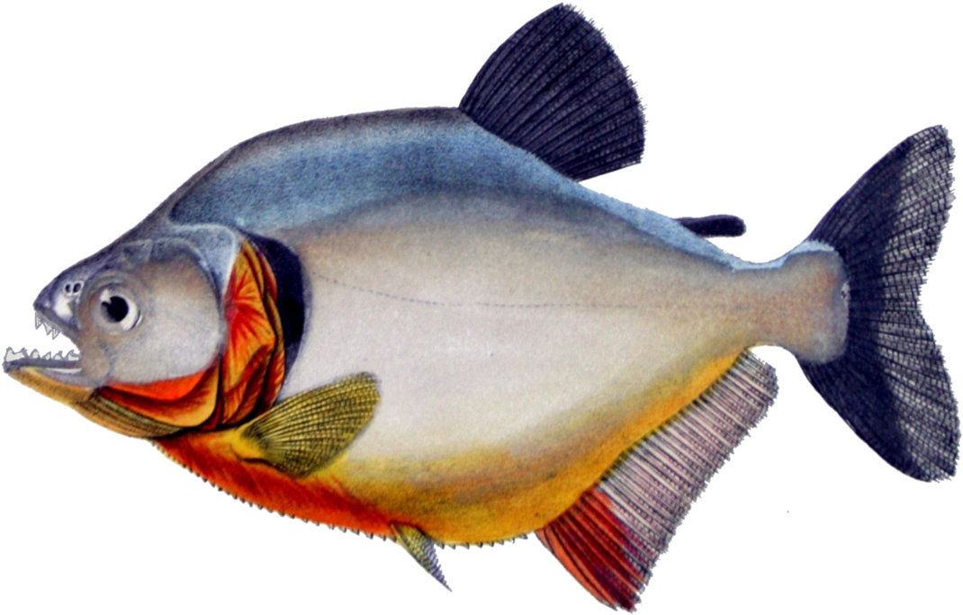 Piranha Png (1122x712)