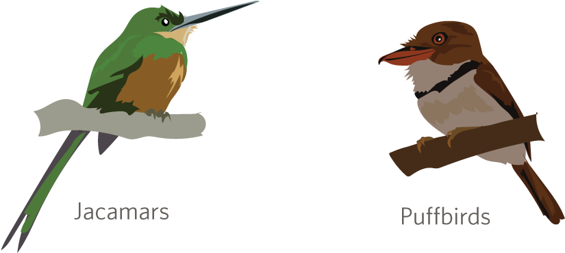 Jacamars And Puffbirds - Hummingbird (1000x400)