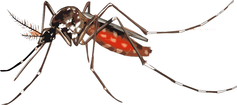Mosquito Png Background Image - Chikungunya Mosquito Png (800x445)