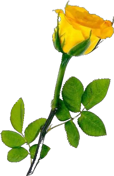 U041e U0442 U043a U0440 U044b U0442 U043a U0430 U043f - Hd Single Yellow Rose (418x604)