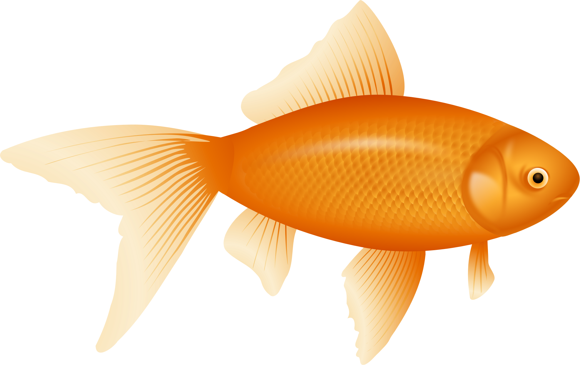 Clip Art Fish Realistic Goldfish Clipart Cliparts And - Fish Png (1973x1243)