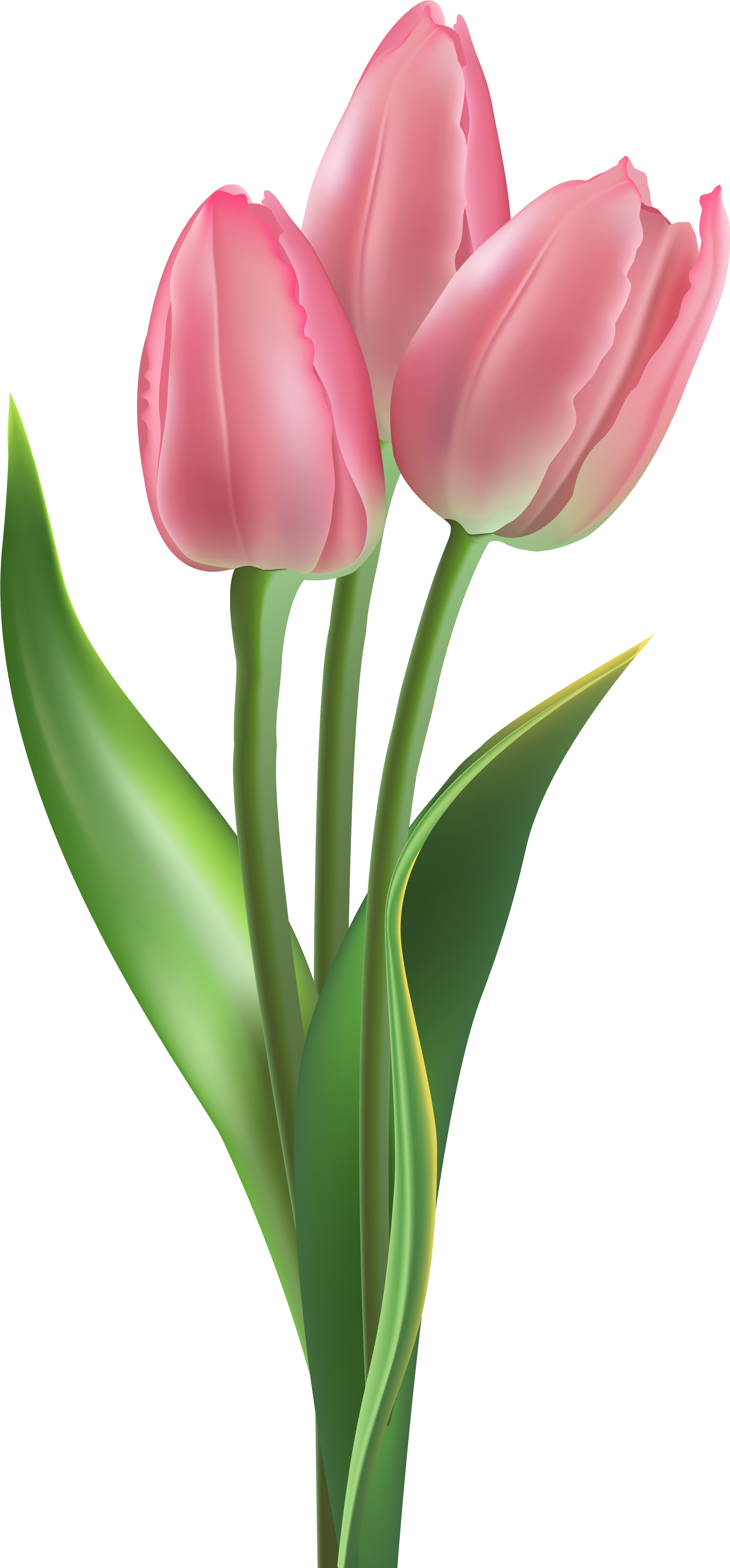 Soft Pink Tulips Png Clipart Image - Soft Pink Pink Tulips (2484x5102)