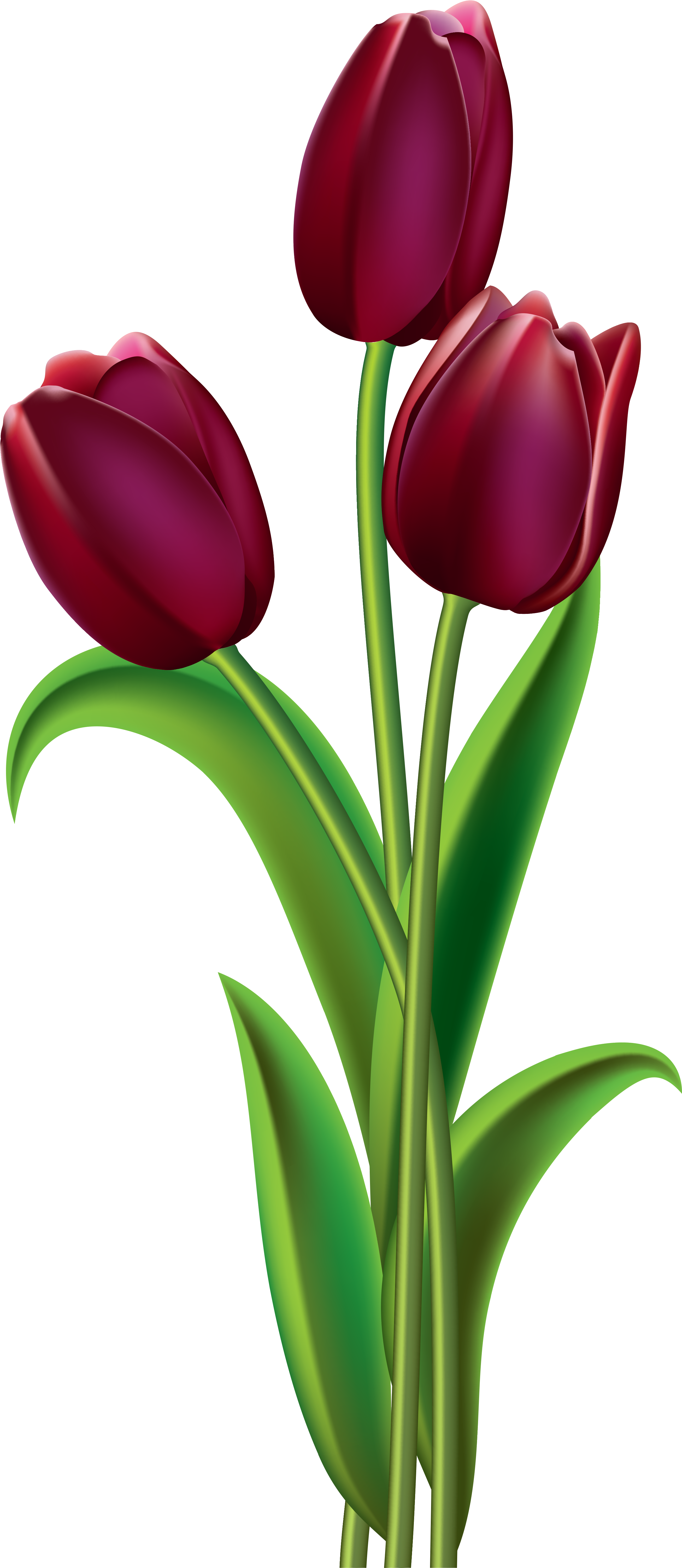 Pin By Tiana Rakotoniaina On Broderie - Tulips Clipart (2767x6083)