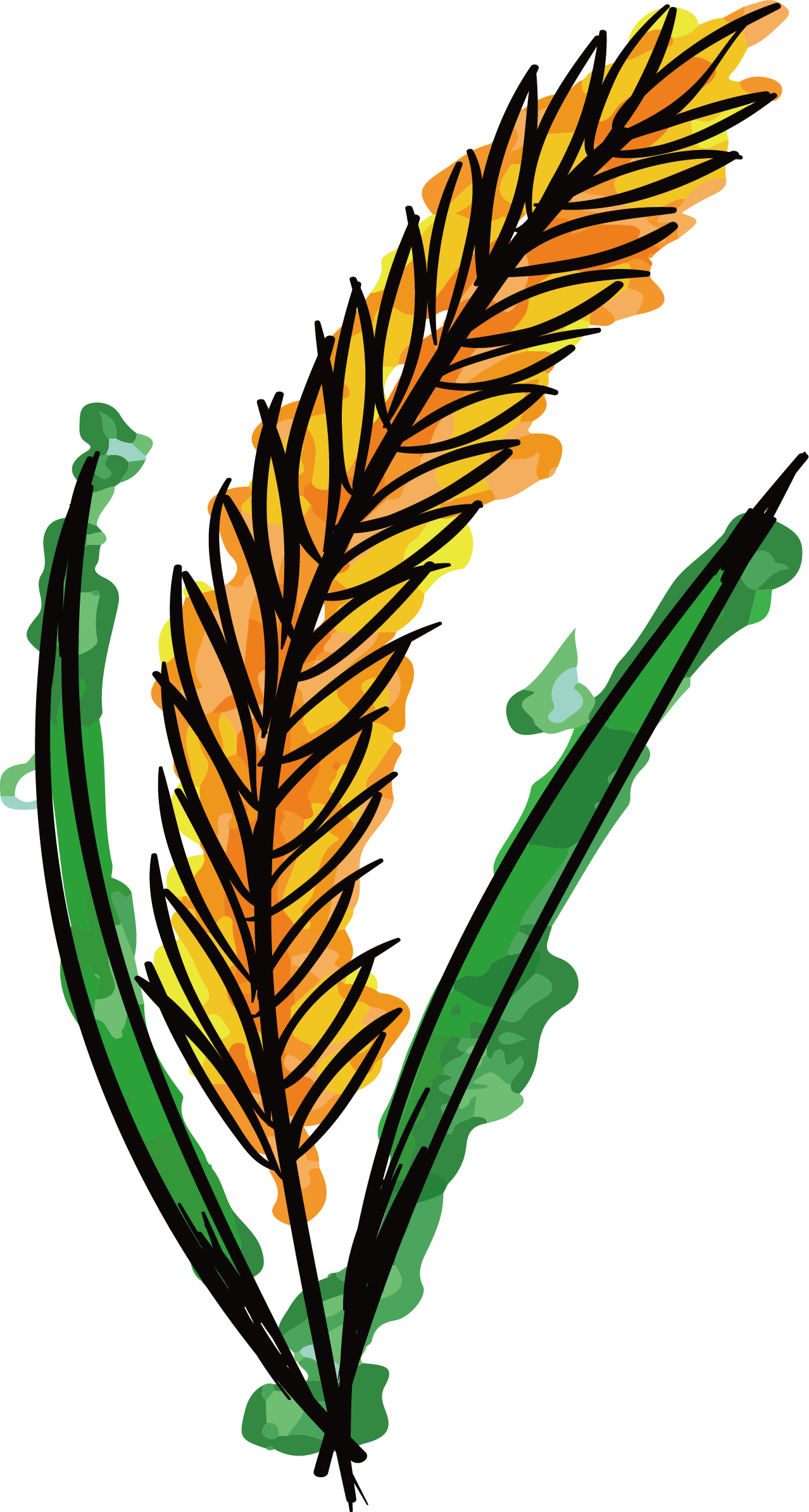 Watercolor Painting Wheat Clip Art - Trigo Dibujo Acuarela (1278x2389)