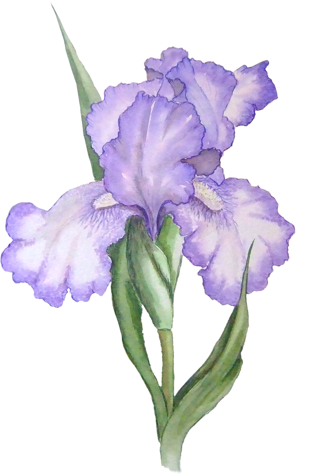 Stunning Ideas Iris Clip Art Flower Free Transparent - Stunning Ideas Iris Clip Art Flower Free Transparent (640x963)