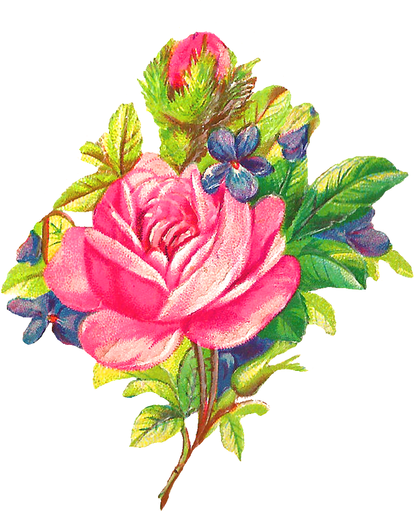Pink Rose Clip Art - Digital Flower (1000x1136)