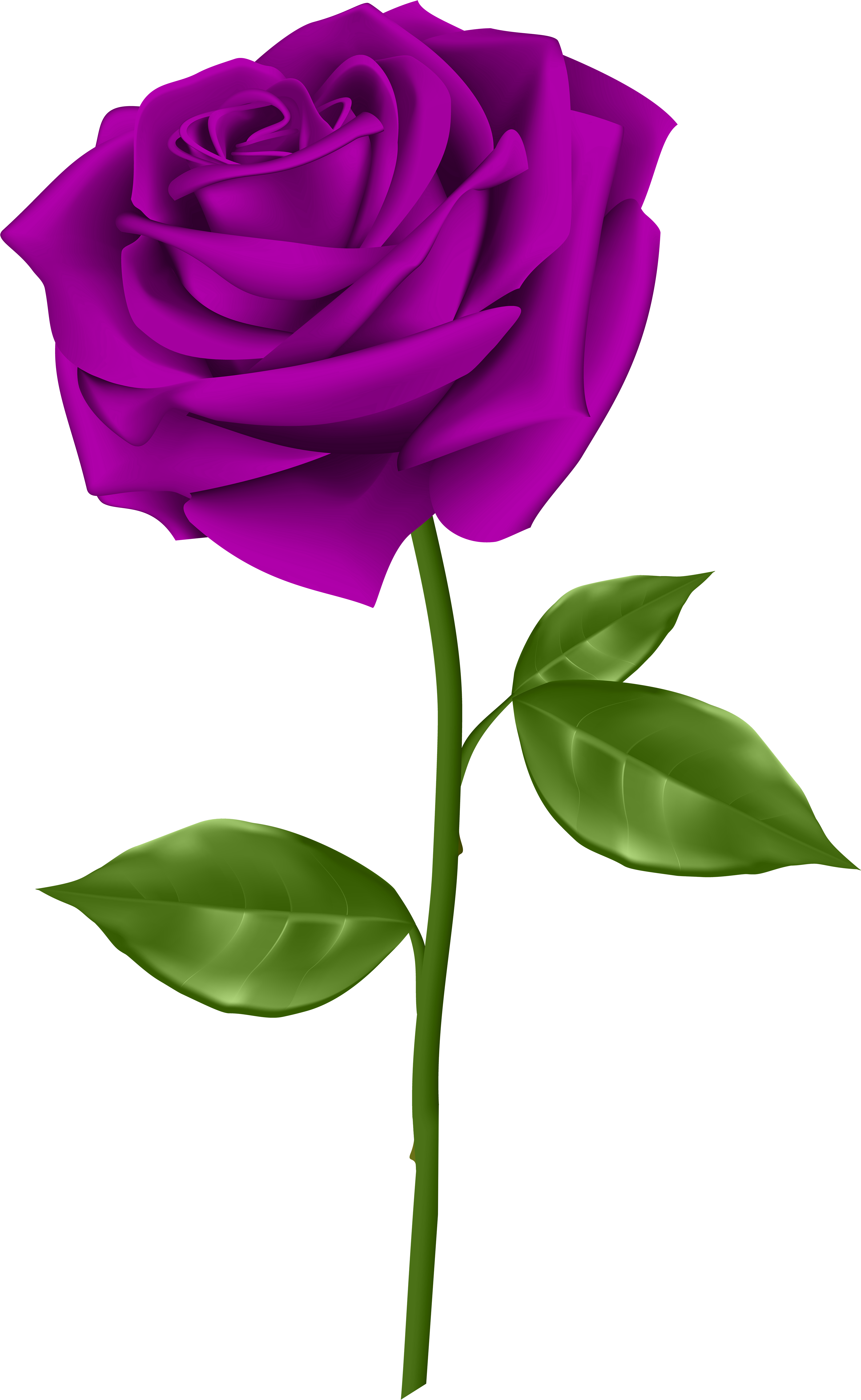 Purple Rose Transparent Png Clip Art - Single Red Rose Clip Art (3689x6000)