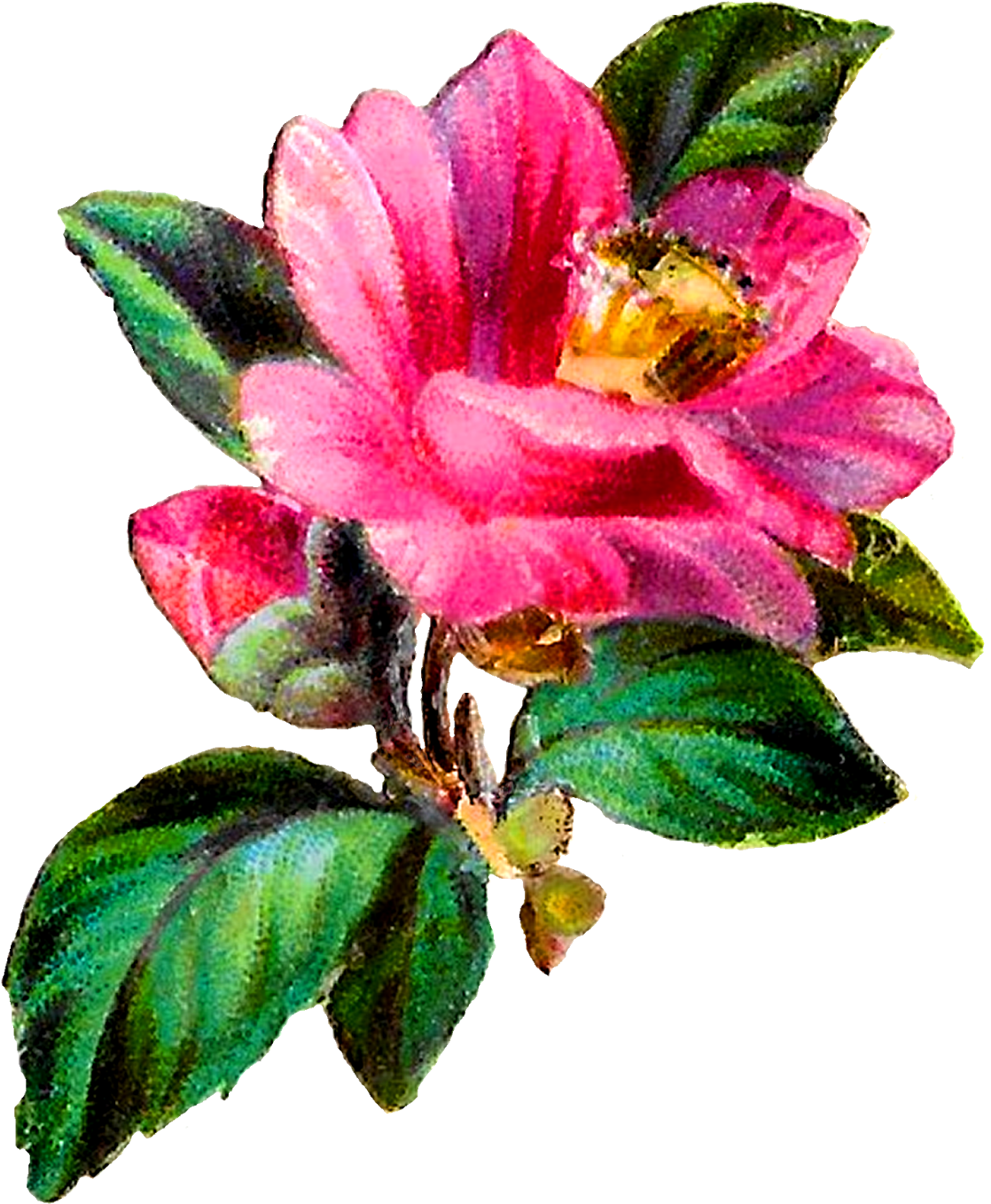 Camellia Flower Botanical Art Clipart Craft Download - Camelia Flower Clipart (1405x1600)