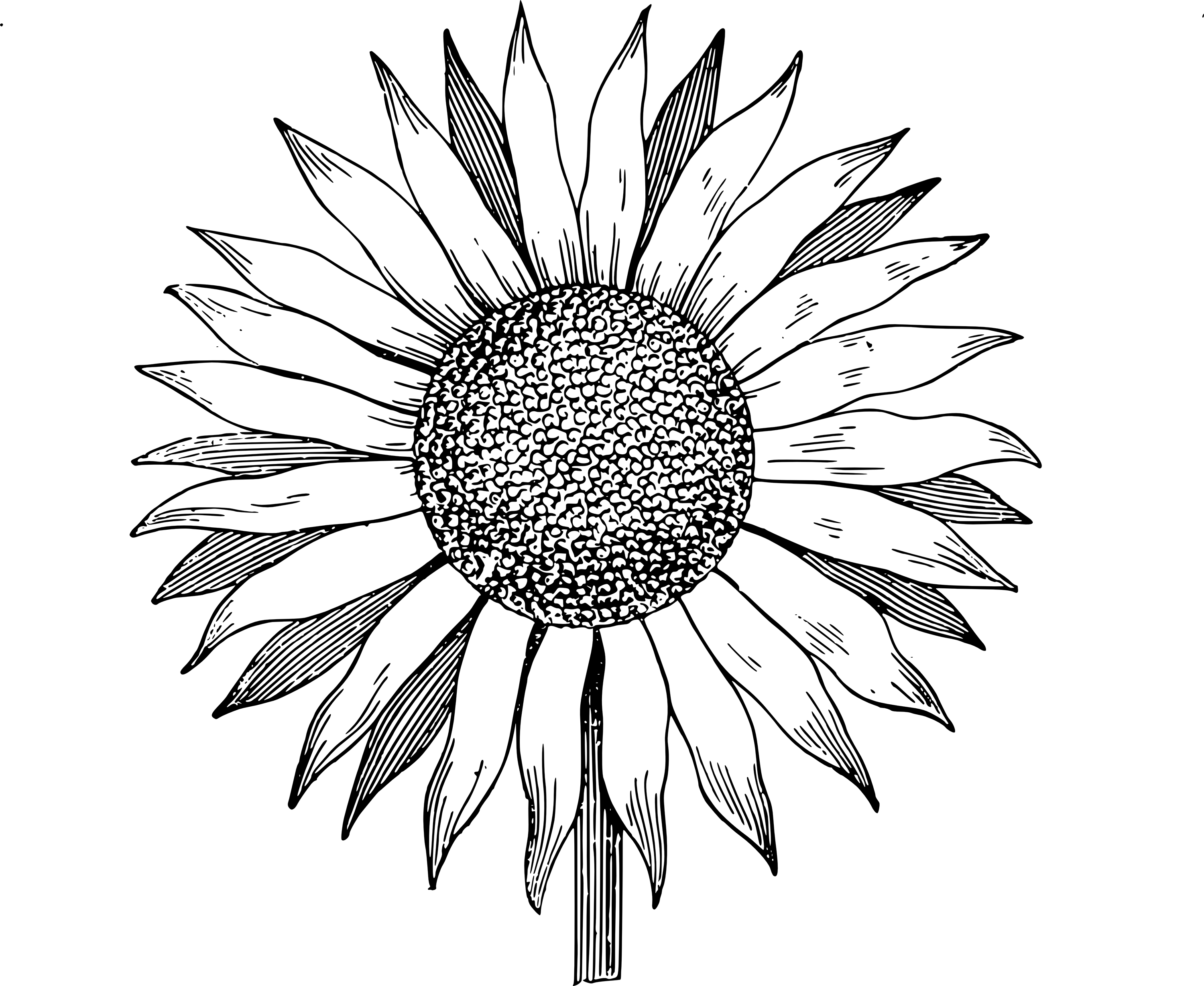 Drawing Clipart Sunflower - Sunflower Vector Png (3000x2457)