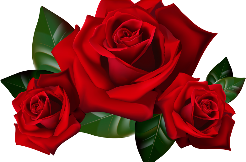 Red Roses Png Clipart Picture Hd Desktop Wallpaper - Transparent Background Red Rose Png (1368x855)