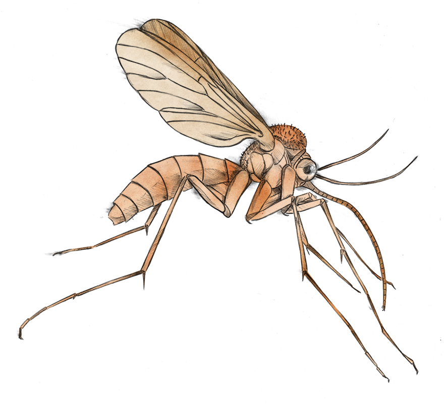 Mosquito Clip Art Free Clipart Images - Mosquito Clipart Transparent (880x800)