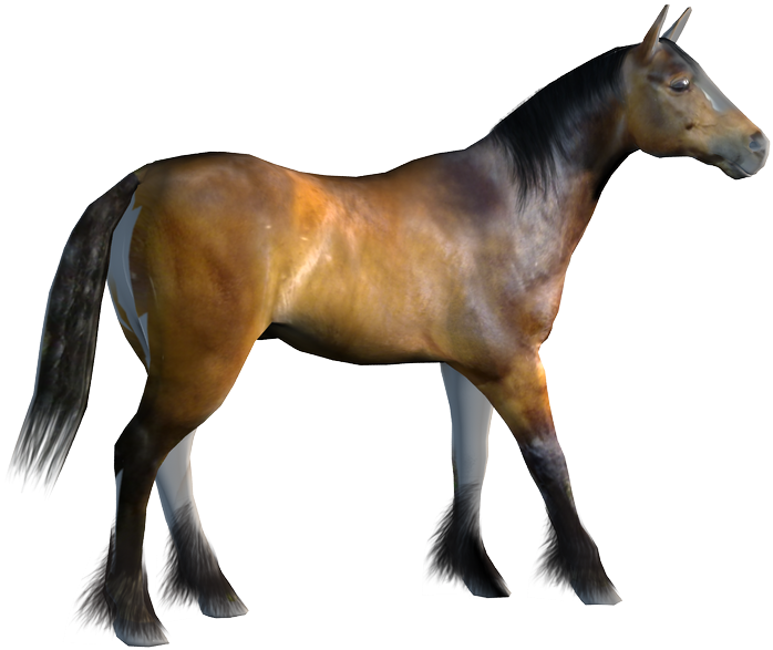Distractions, Distractions A New Horse Model And A - Horses Render (805x743)