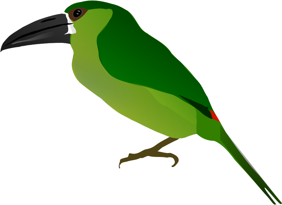 Toucanet Clipart Dove - Drawing (1000x719)