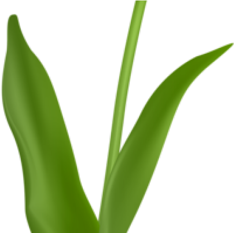 Orange Clipart Tulips - Agave (640x480)