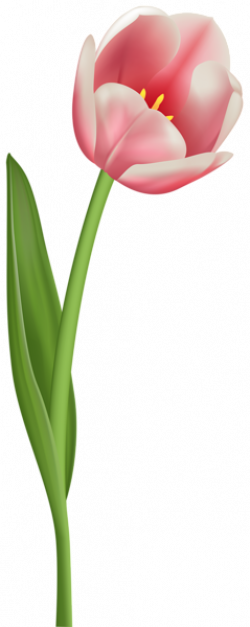 Tulip Clipart Transparent Background - Tulip On Transparent Background (250x627)