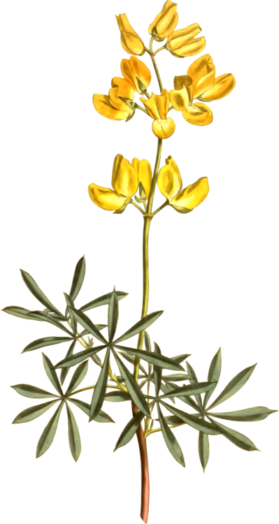 Twig Flora Herbaceous Plant Plant Stem Herbalism - Clip Art (399x750)