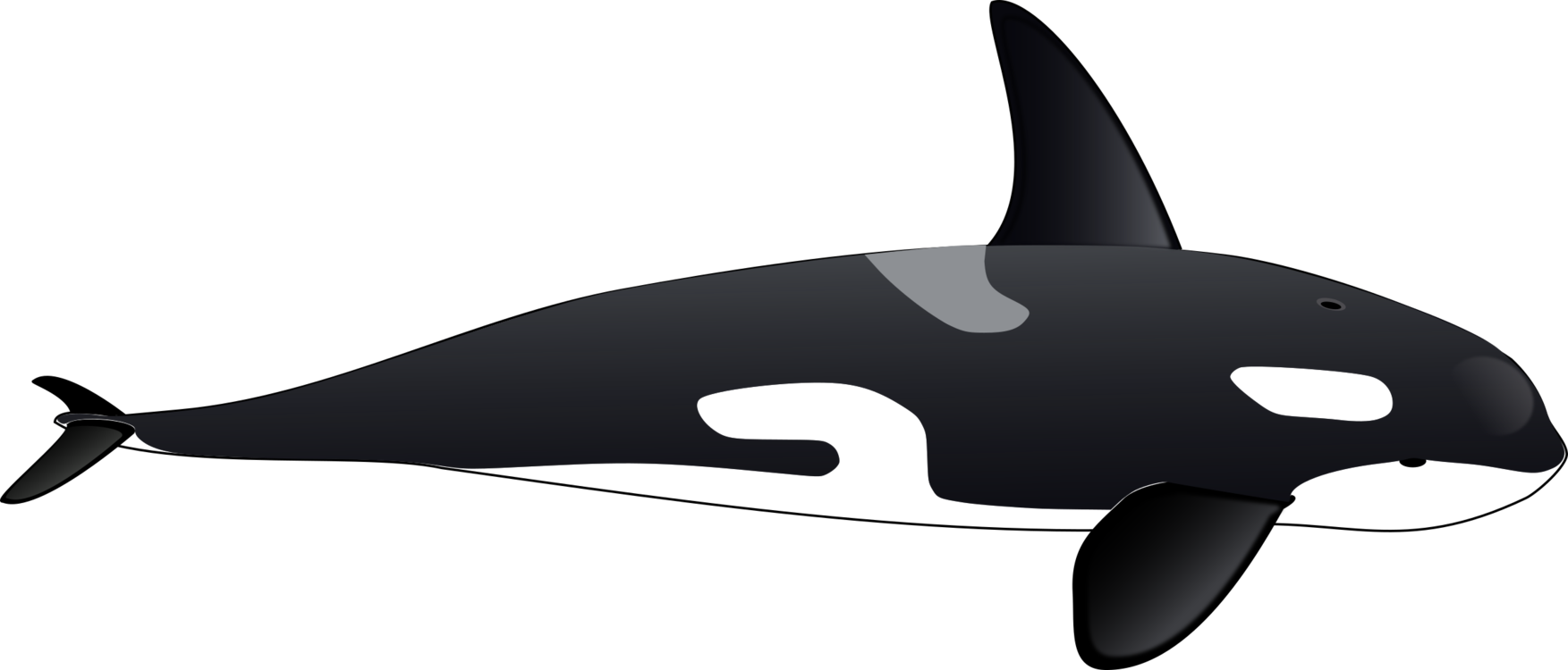 All Photo Png Clipart - Orca Clipart (1753x750)