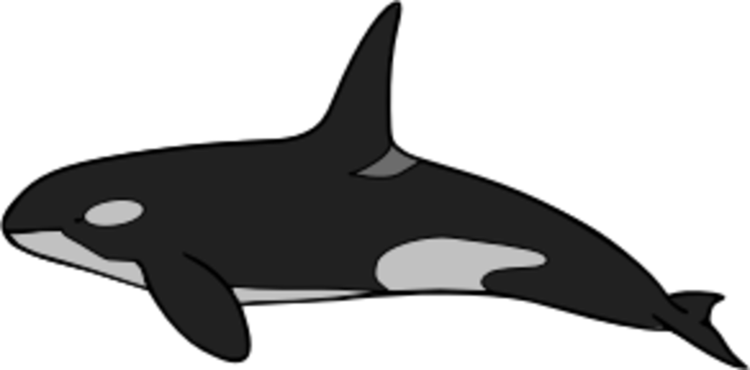 All Photo Png Clipart - Orca Size (1521x750)