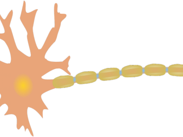 Tools Clipart Neurosurgeon - Transparent Nerves Clipart (640x480)