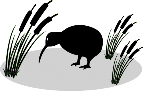 Vector Graphics - Kiwi Bird Cartoon (500x319)