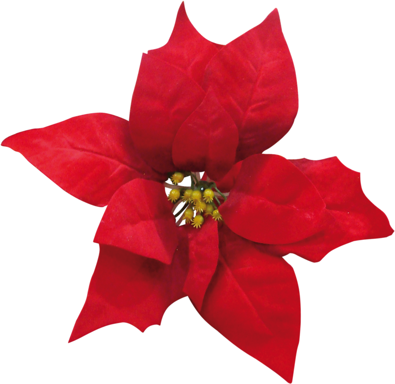 Flower Clipartchristmas Themes - Flores Rojas Navidad (800x779)