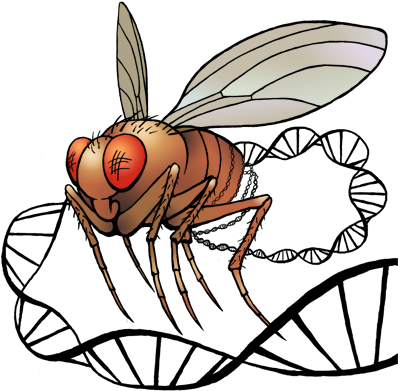 Drosophila Drawing Clip Free Stock - Drosophila Melanogaster (400x400)