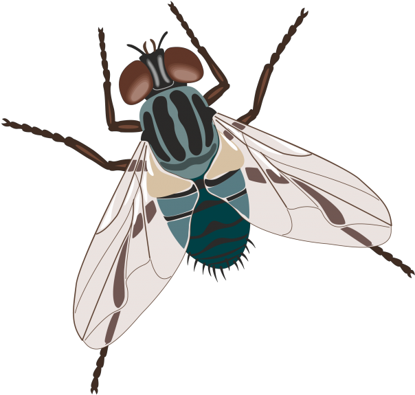Fly Clipart Drosophila - Types Of Flies (640x640)