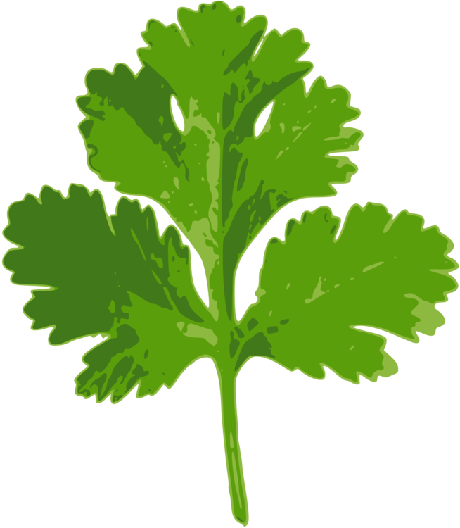 Coriander Parsley Indian Cuisine Herb Ghormeh Sabzi - Clip Art Coriander Leaf (654x750)