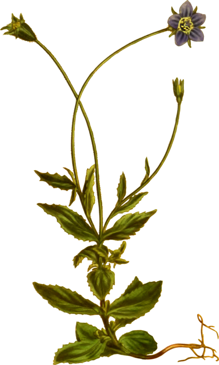 Flowering Plant Herbaceous Plant Herbalism - Herbaceous Plant (449x750)