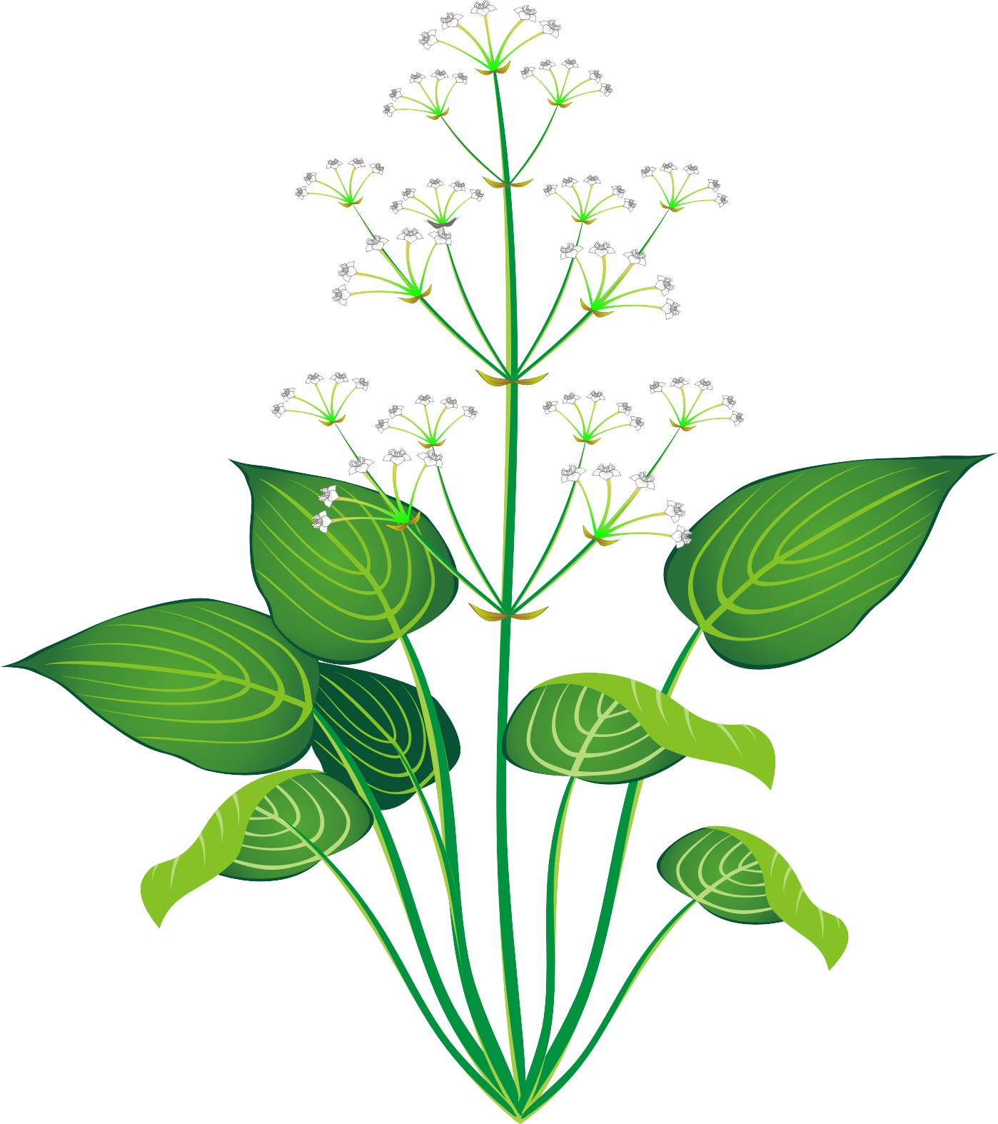 Used For Edematous Urine Less, Sputum Drink Dizziness - Flower (1398x1574)