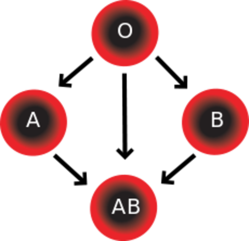 A Fourth Blood Group Is Added - Four Blood Types (497x480)