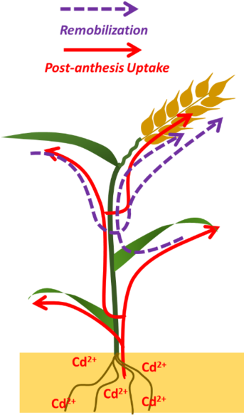 Cd Imported Into Developing Grains Can Originate In - Graphic Design (342x600)