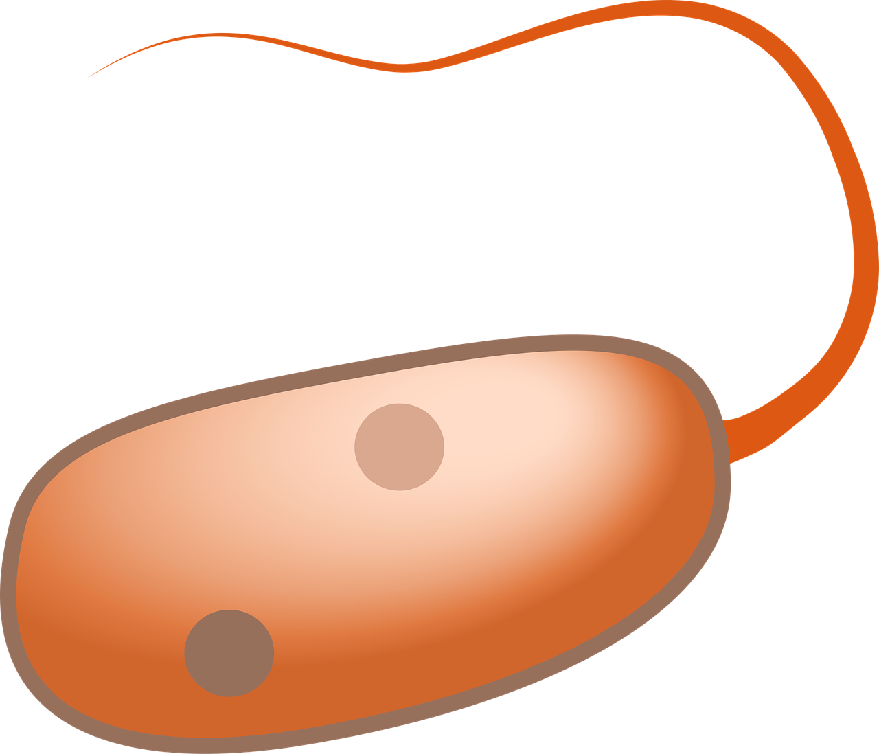 Prokaryot Cell Flagella - Flagelos Png (1280x1098)